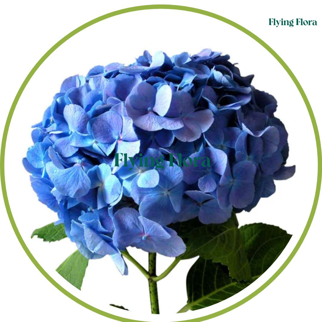 IMPORTANT FLOWER